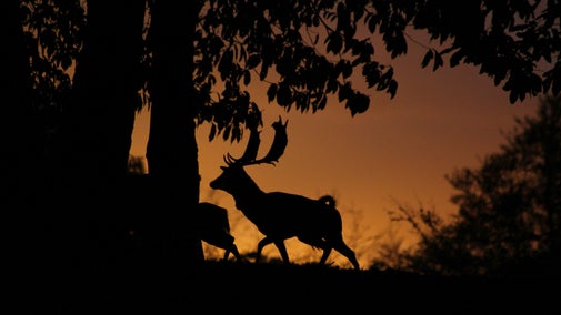 Silhouette of deer against an amber sky in autumn at Knole, Kent